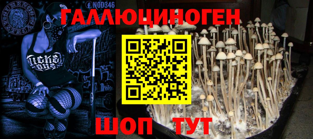 что такое   Вход с VPN  Кудрово  Псилоцибиновые грибы MAGIC MUSHROOMS 